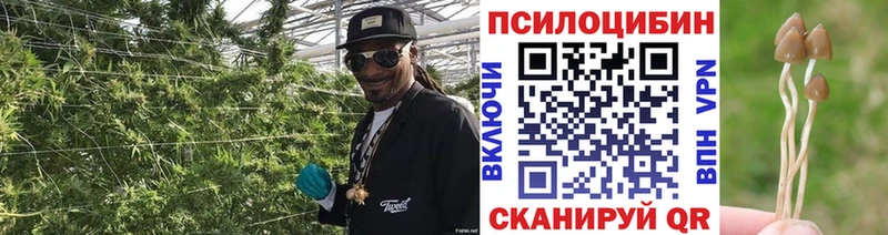 Галлюциногенные грибы Cubensis Верхотурье